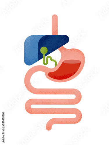 Human digestive system and organs