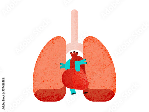 Human respiratory system organs photo