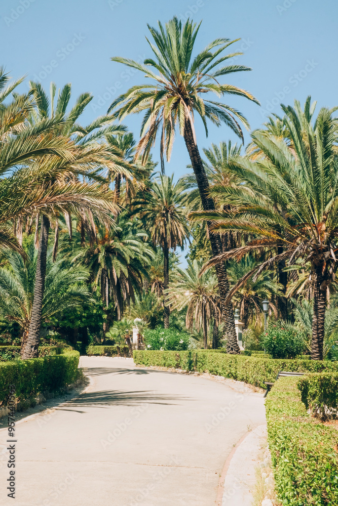 Palermo palm trees 