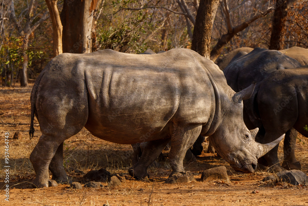Obraz premium White rhino in the wild solitary, seen on an african safari in Botswsana