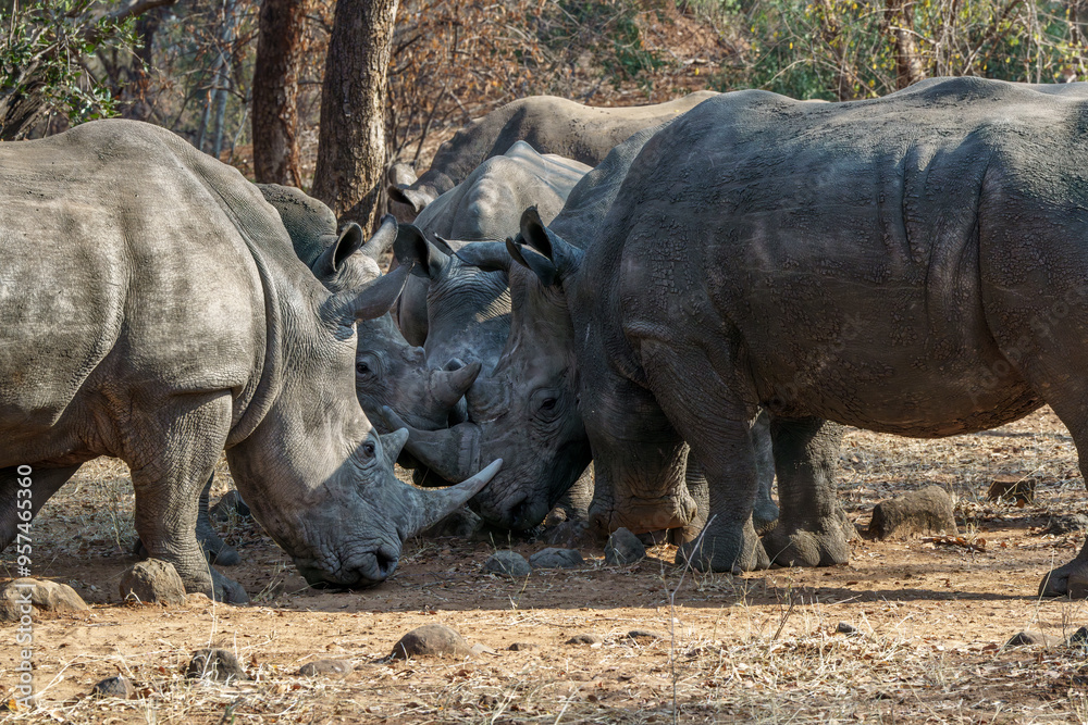 Obraz premium White Rhino crash seen on an african safari in Botswana