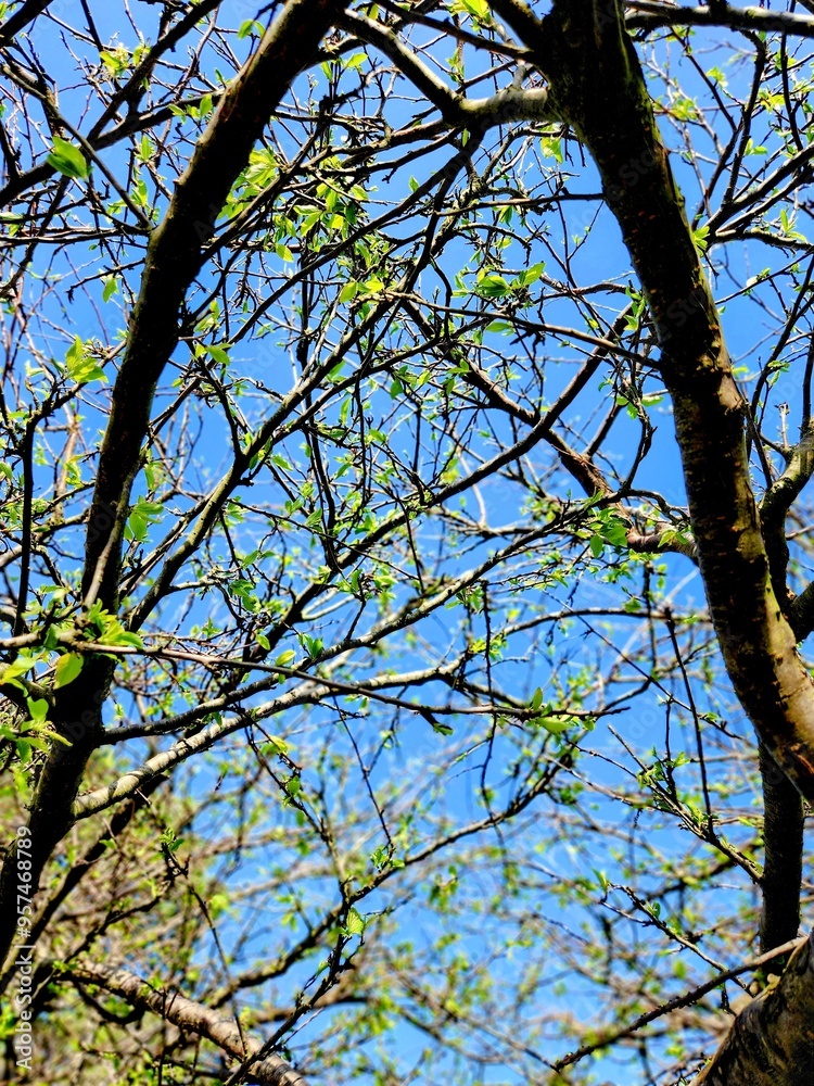 Obraz premium Tree Branches Looking at Sky