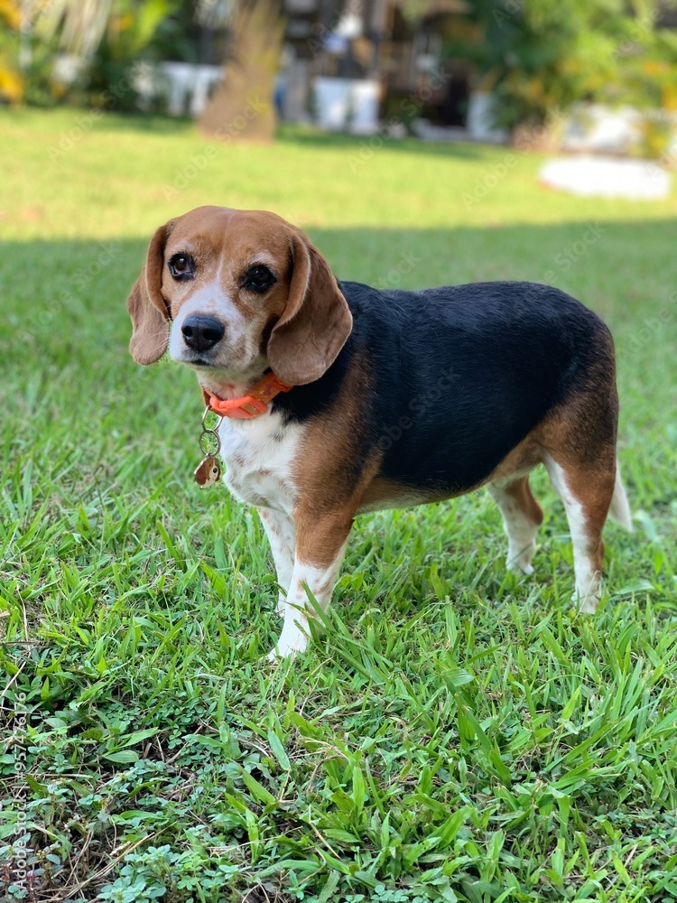 beagle in the grass beagle in the grass