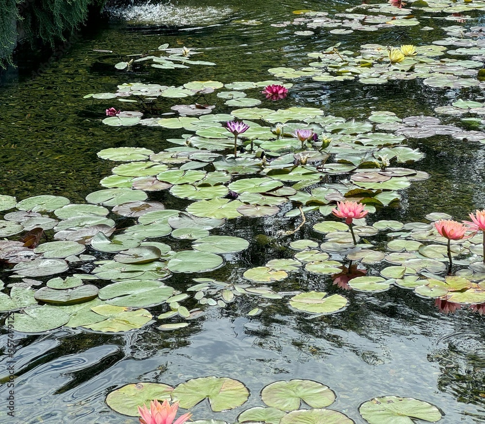 Water Lilies