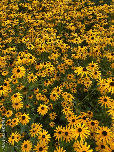 Summer Bunch