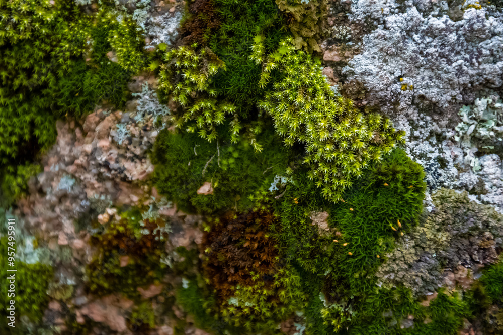Moss on stone. Nature concept. High quality photo Moss on stone. Nature concept. High quality photo