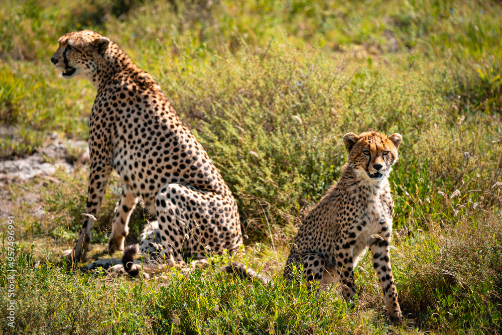 Mother & Child Cheetah, Serengeti Tanzania