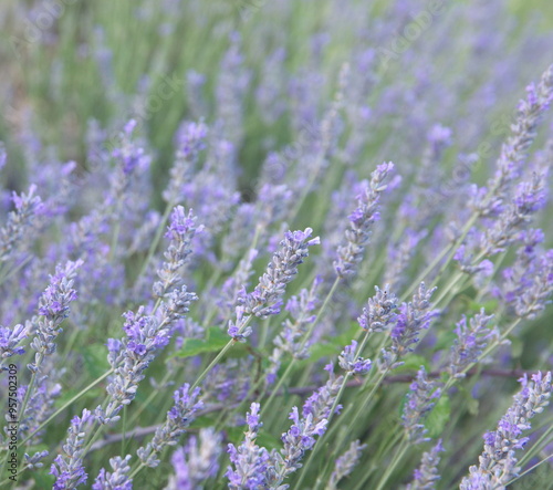 Field of Lavender, Lavandula angustifolia, Lavandula officinalis photo