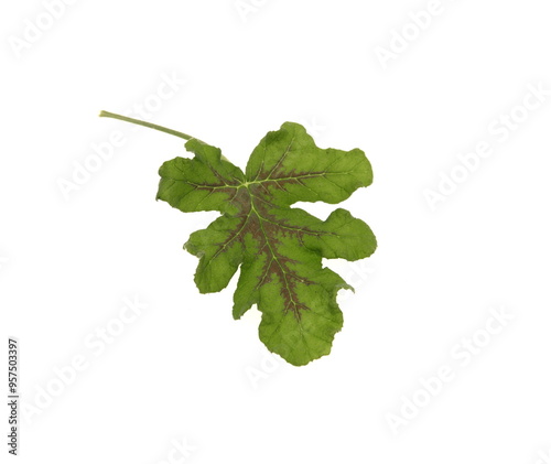 Leaf of oak geranium, pelargonium quercifolium, ornamental plant with scented leaves photo