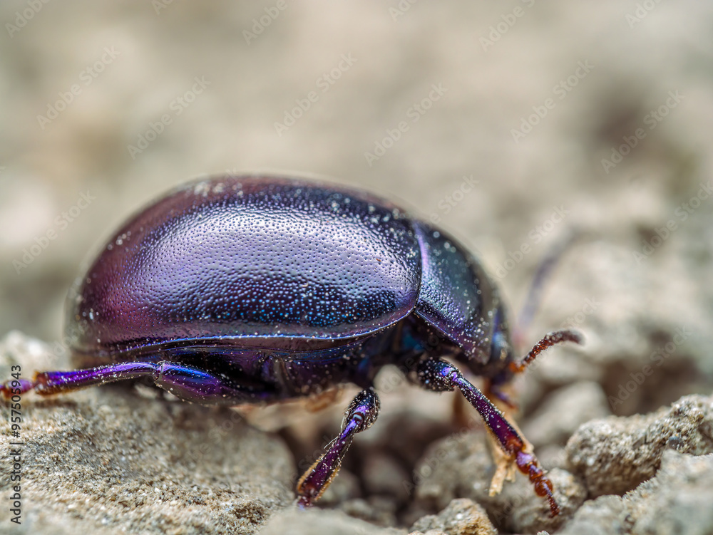 Violet leaf beetle walking on the soil surface Violet leaf beetle walking on the soil surface