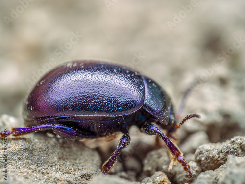 Violet leaf beetle walking on the soil surface