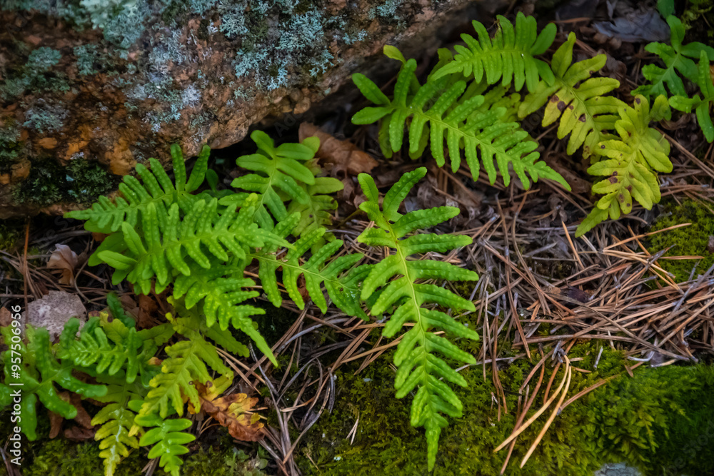 Nature concept. High quality photo. Nature concept. High quality photo.