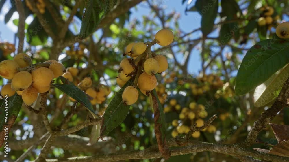 A loquat tree, known scientifically as eriobotrya japonica, with clusters of ripe yellow fruit under the bright puglian sun in southern italy. A loquat tree, known scientifically as eriobotrya japonica, with clusters of ripe yellow fruit under the bright puglian sun in southern italy.