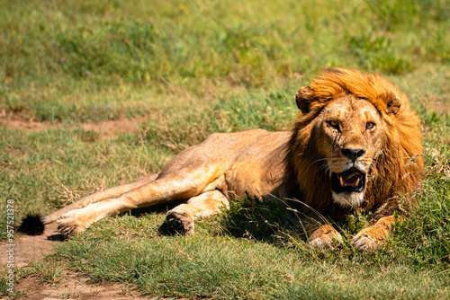 Wallpaper Mural Resting Lion Baring Teeth, Serengeti Tanzania Torontodigital.ca