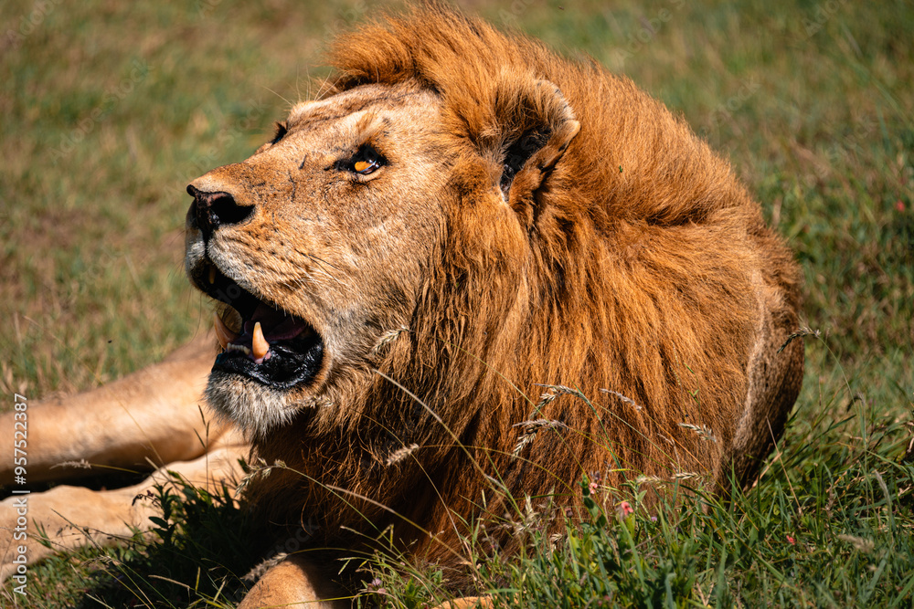 Naklejka premium Lion Looking Up At Sky, Serengeti National Park Tanzania