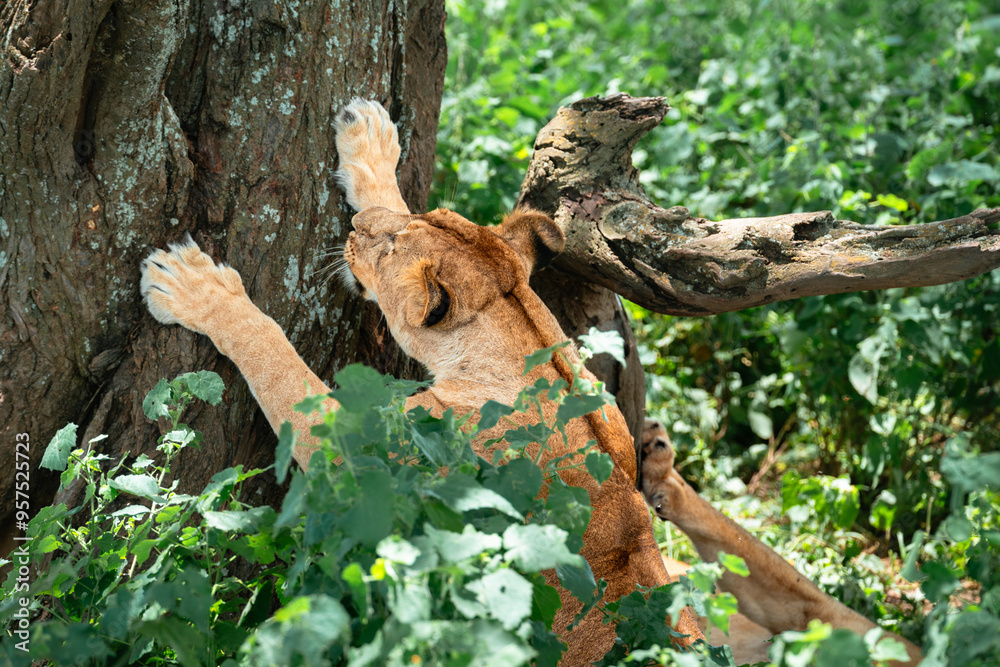 Lioness Sharpening Claws on Tree, Serengeti Tanzania Lioness Sharpening Claws on Tree, Serengeti Tanzania