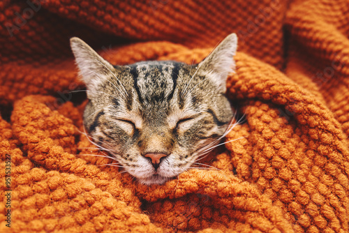 Cute tabby cat sleeping wrapped in wool orange blanket. Fall mood, autumn vibes. Thanksgiving day.