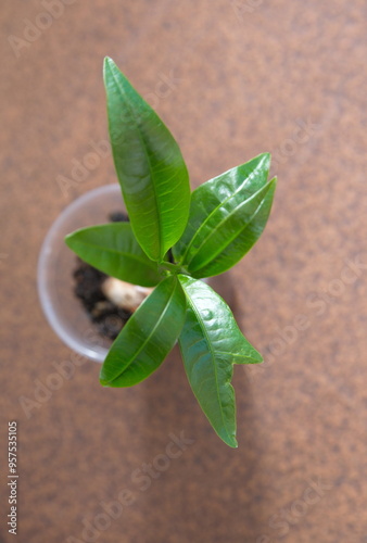 Young plant of pouteria lucuma, a species of tree in the family Sapotaceae, cultivated for its fruit, the lúcuma. It is native to the Andean valleys of Bolivia, Ecuador, Chile and Peru