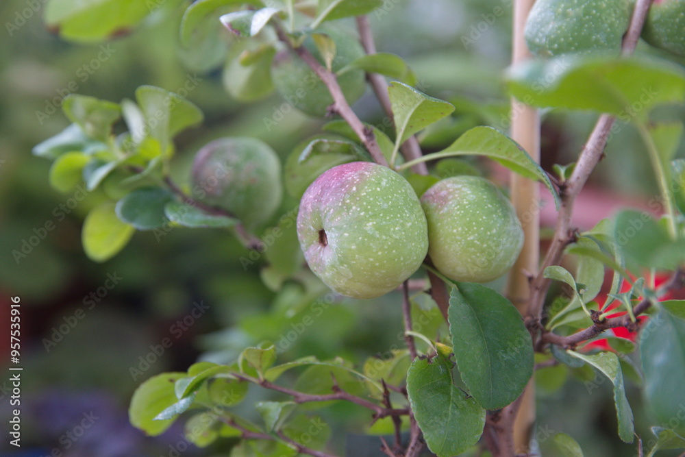 Fruits of Chaenomeles japonica, called the Japanese quince or Maule's quince, native to Japan, ornamental plant with edible fruits Fruits of Chaenomeles japonica, called the Japanese quince or Maule's quince, native to Japan, ornamental plant with edible fruits