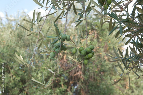 Branch of  olive with fruits,  mediterranean olive tree, Olea europeana sylvestris  photo