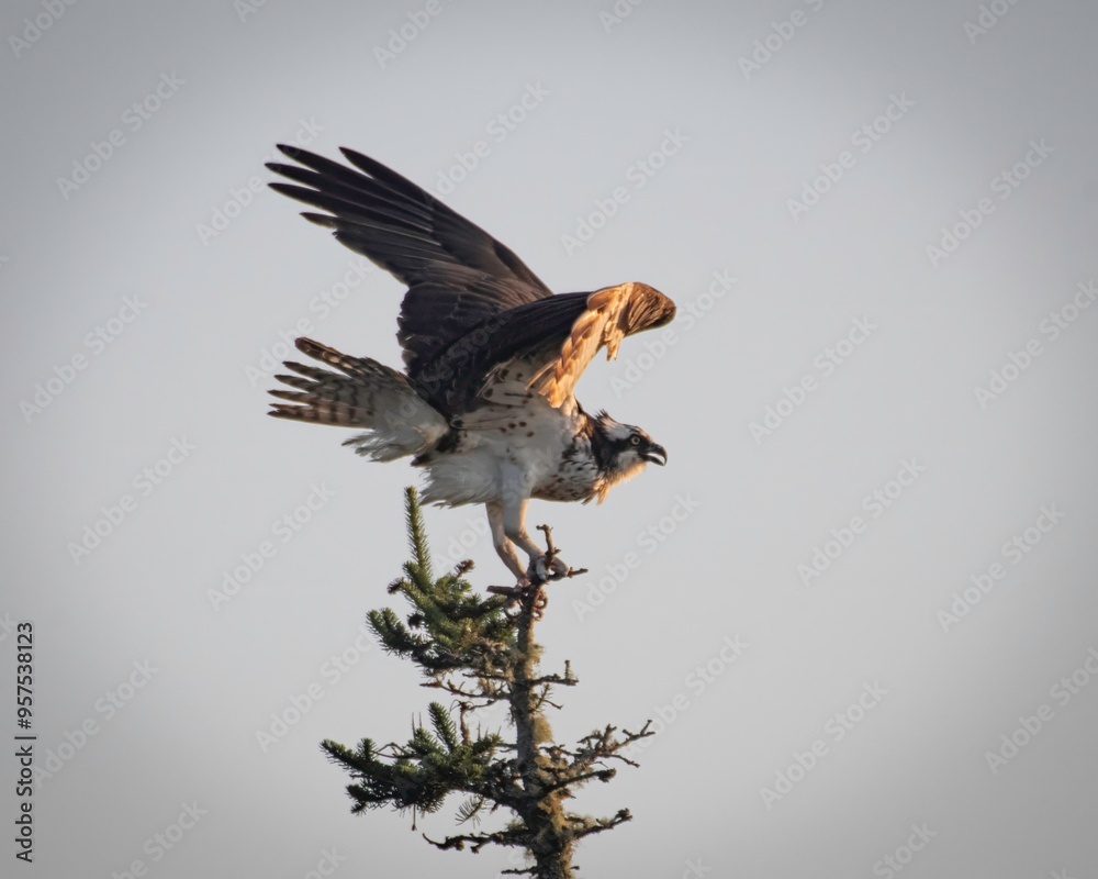 Obraz premium Osprey in Maine