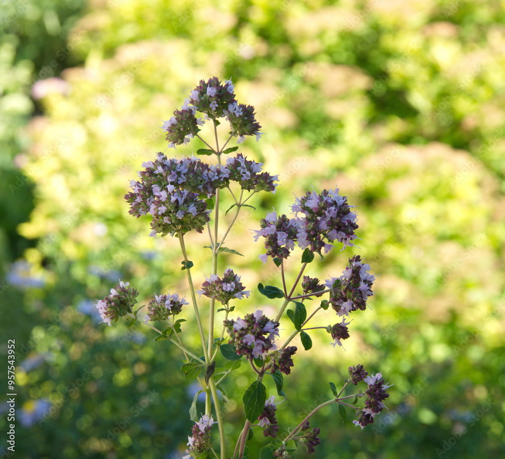 Bouquet of Origanum vulgare, Oregano, sweet marjoram, wild marjoram Bouquet of Origanum vulgare, Oregano, sweet marjoram, wild marjoram
