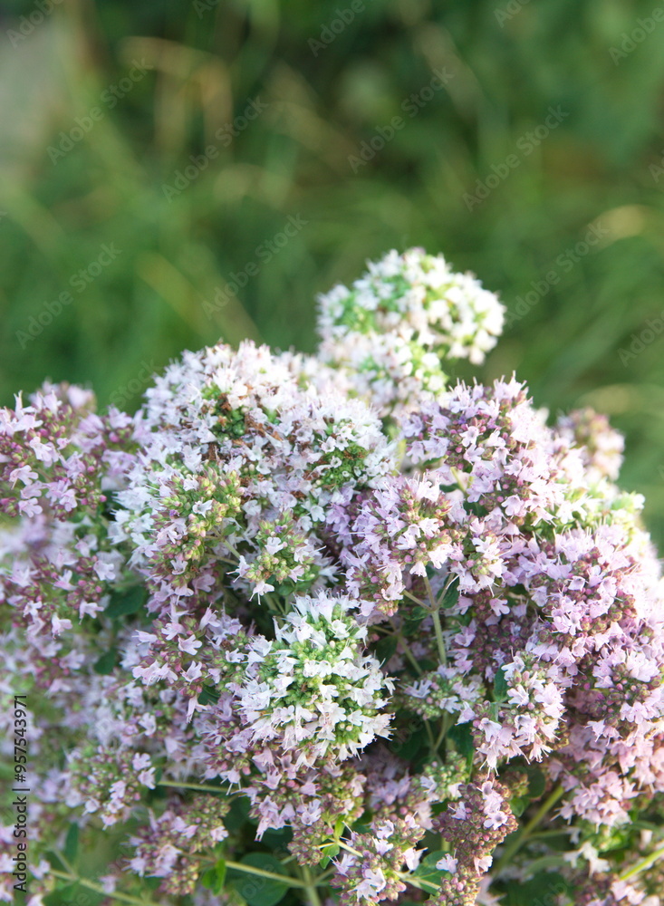 Bouquet of Origanum vulgare, Oregano, sweet marjoram, wild marjoram Bouquet of Origanum vulgare, Oregano, sweet marjoram, wild marjoram