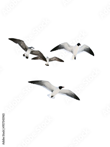 Canvas Print seagull PNG,  flying seagull PNG, seagull isolated on white transparent backgrou