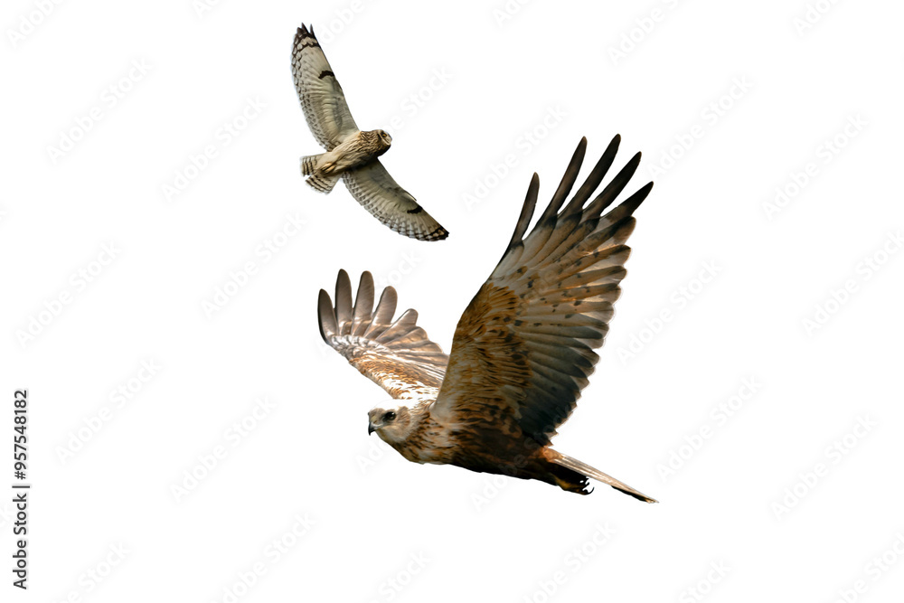 Obraz premium falcon png. falcon isolated on white transparent background