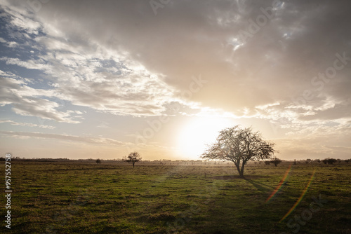 Wallpaper Mural Single lone tree in the plains of vojvodina, in a field, at dusk. The rural landscape and serene environment highlight the agricultural and natural beauty of this region. Torontodigital.ca