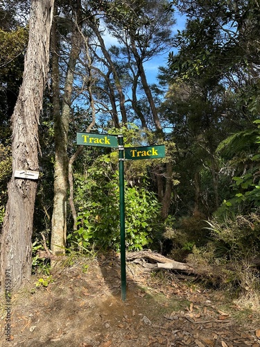 a path in the forest 