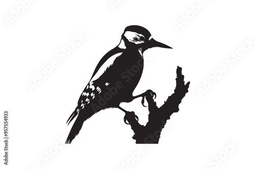 Woodpecker vector art and illustration photo