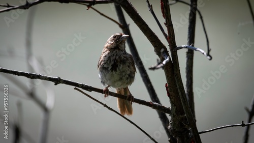 Song Sparrow in Acadia National Park