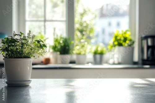 Wallpaper Mural A potted plant sits on a kitchen counter with a window and other plants blurred in the background. Torontodigital.ca