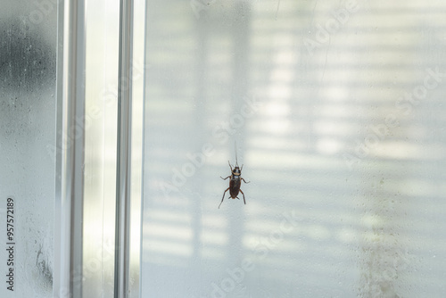 A cockroach walking across a shower screen in a bathroom photo