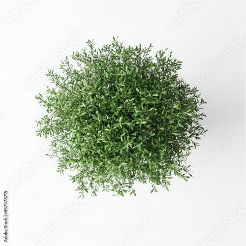 Lush Green Bush Top View on White Background