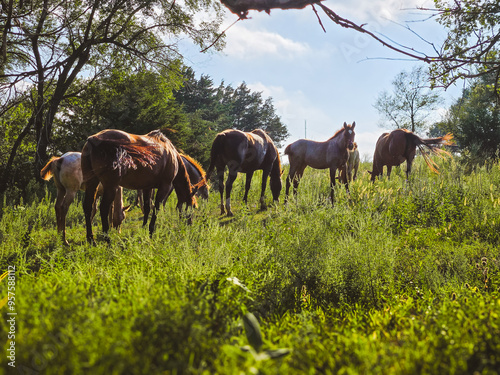 Sandhills Horses photo