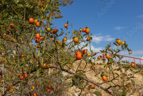 The red berries of rose hips in the field, the collection of medicinal plants on a sunny day and blue sky photo