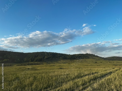 field of wheat