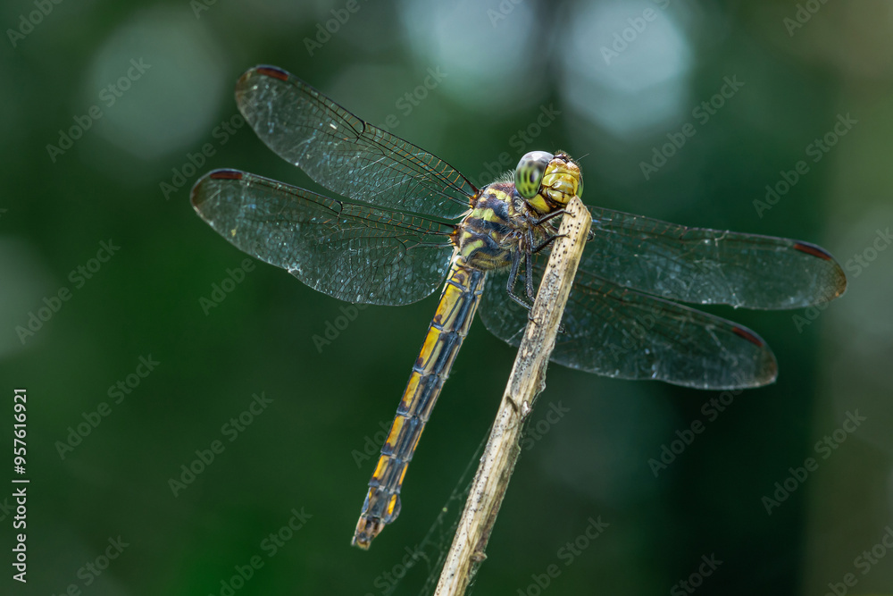 Dragonfly perched on a tree branch and nature background. Dragonfly perched on a tree branch and nature background.