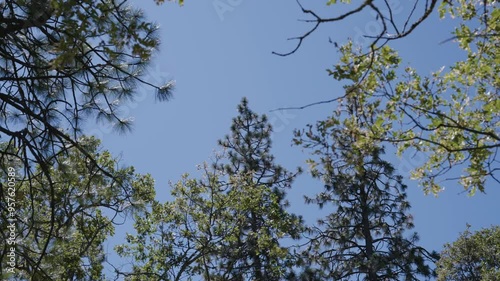 Tree Felling Cutting and Falling Logging