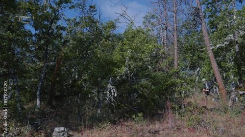 Tree Felling Cutting and Falling Logging