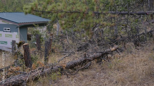 Tree Felling Cutting and Falling Logging