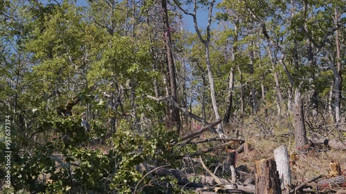 Tree Felling Cutting and Falling Logging