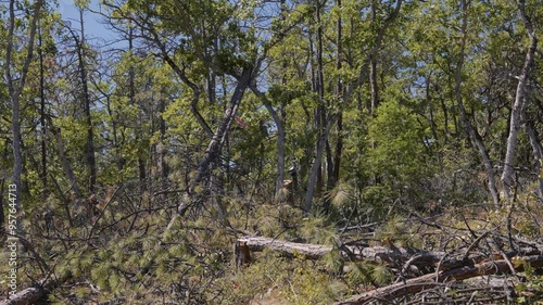 Tree Felling Cutting and Falling Logging