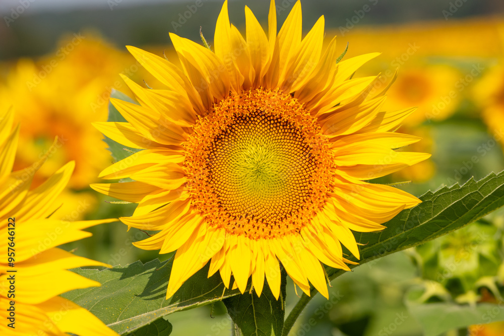 Fototapeta premium sunflower in the field