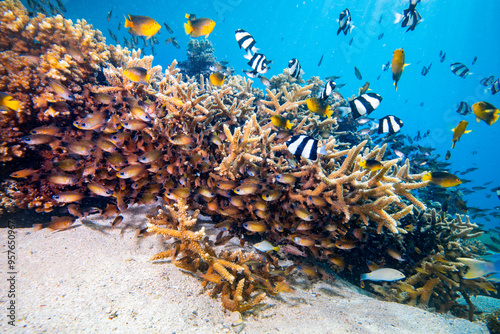 Fototapeta Naklejka Na Ścianę i Meble -  Scuba diving with coral reef fish schooling above healthy coral reef in the south Pacific