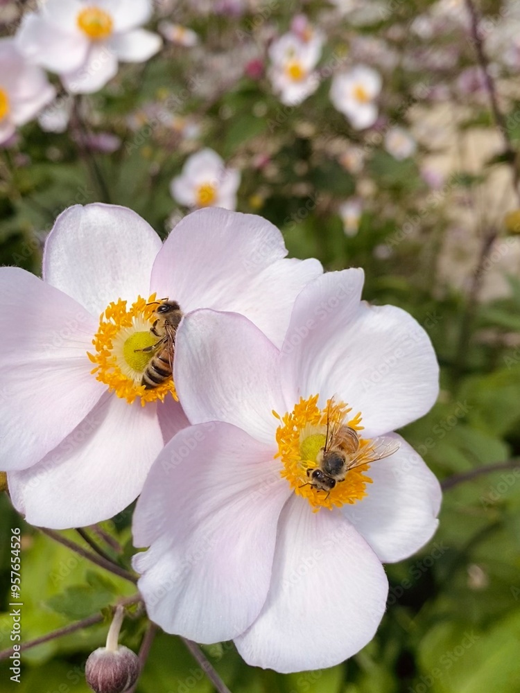 Bees on pink and white flower Bees on pink and white flower