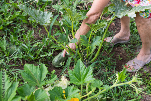 Woman Harvesting Zucchini photo