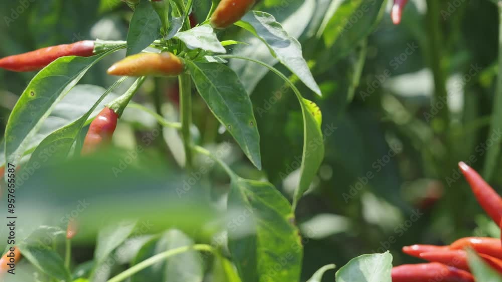 Red chili pepper plant growing in the field.